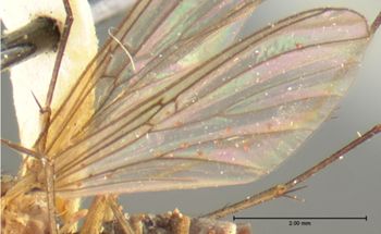 Media type: image;   Entomology 7443 Aspect: wing